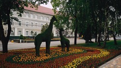 Около 400 тыс. цветов высадили к майским праздникам на клумбах Ставрополя